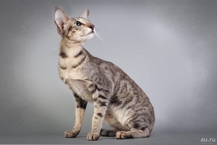 Ориентал полосатый