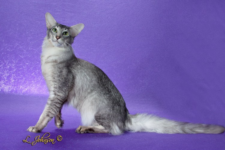 Длинношерстный ориентальный кот