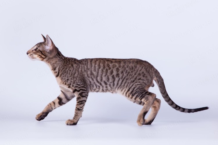 Ориентальная кошка полосатая