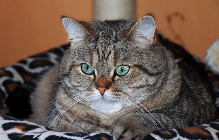 Табби макрель полосатый