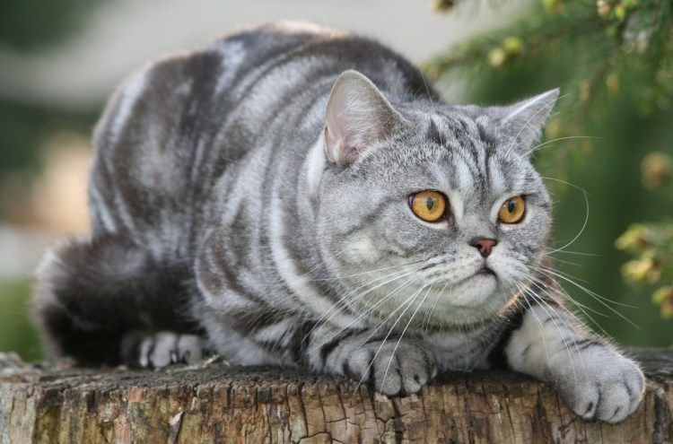 Британская короткошерстная вискас