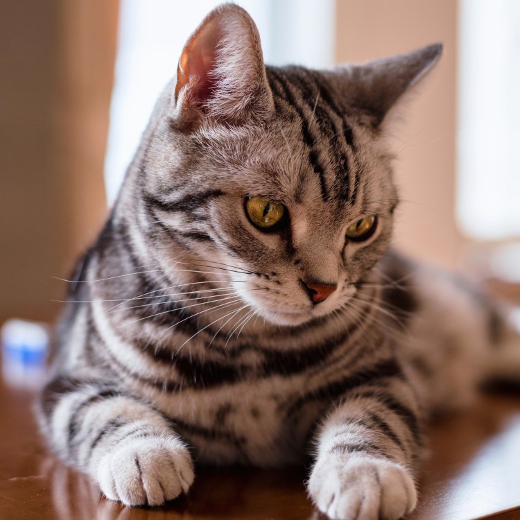 Прямоухий британец полосатый