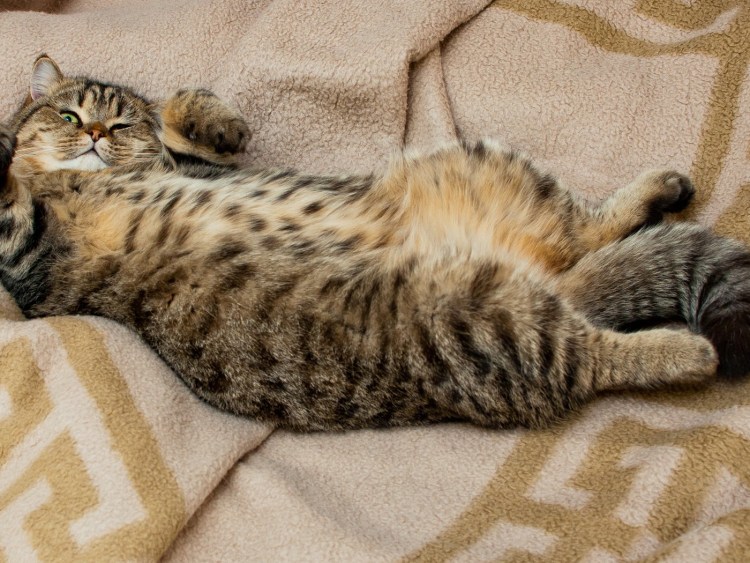 Британские котята полосатые