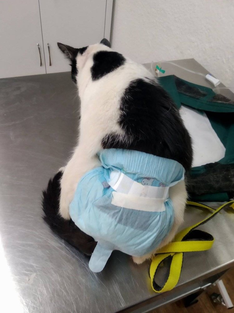 Подгузники для кошек