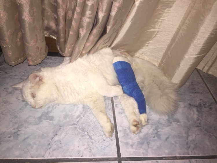 Подгузники для собак Osso Fashion absorb размер XXS 18 см