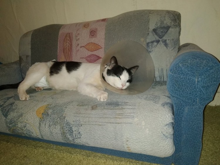 Пояс для кобелей многоразовый впитывающий Trixie 23661 размер s