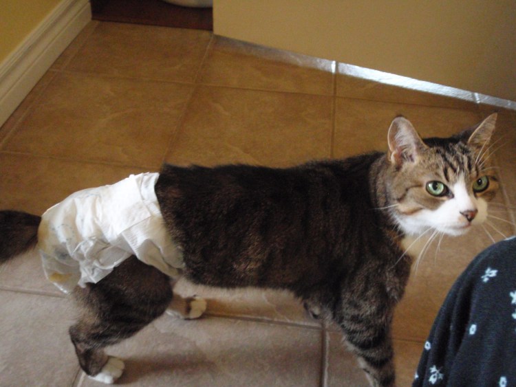 Подгузники для кошек