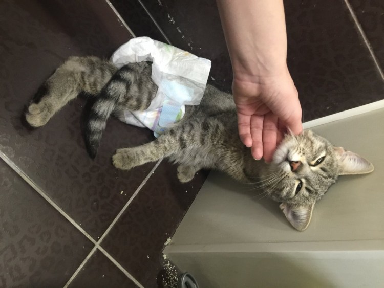 Корова в памперсе