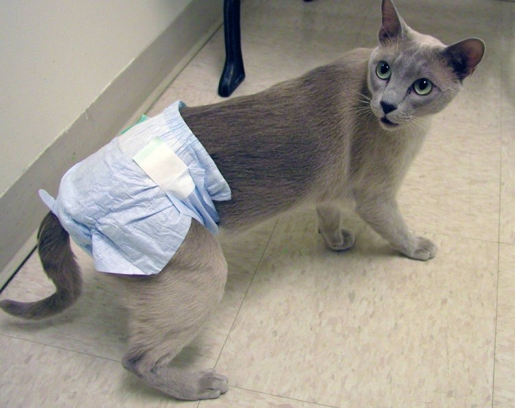 Памперсы для котов