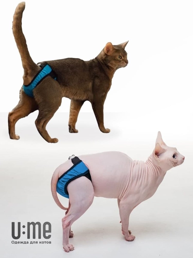 Кот в подгузнике