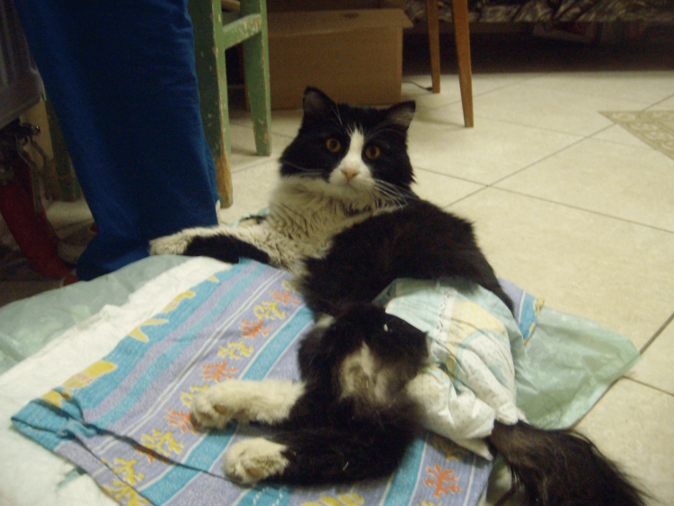 Многоразовые подгузники для собак