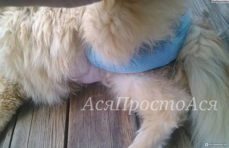 Подгузники для собак good Dog 7775 размер l