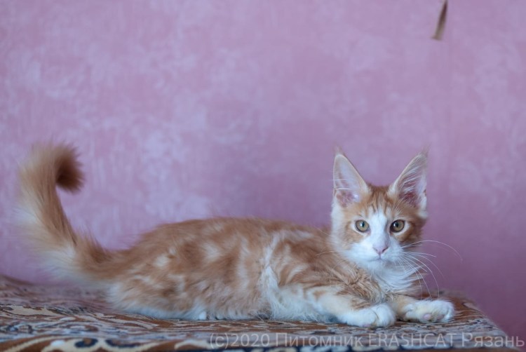 Гибрид сфинкса и Мейн куна