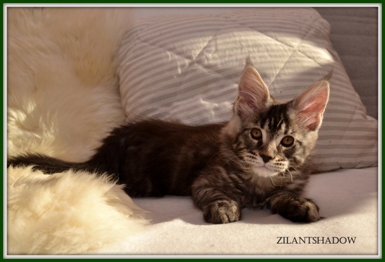 Смесь Мейн куна и сфинкса