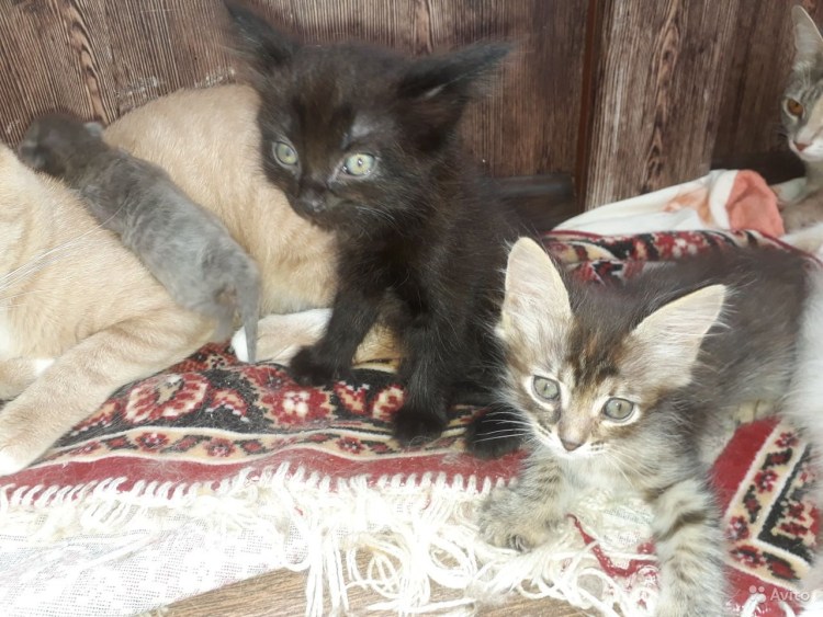 Метис ориентала и Мейн куна