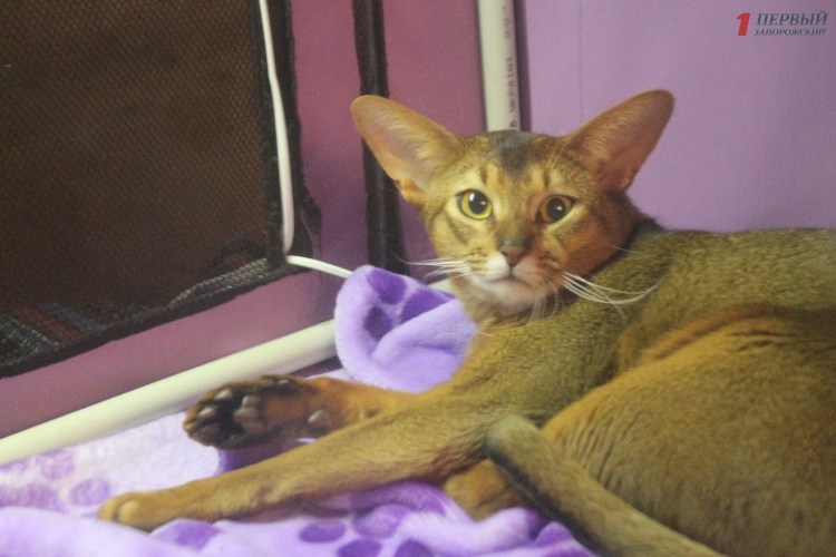 Сфинкс Мейн кун гибрид