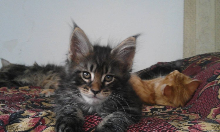 Метис Мейн куна черный