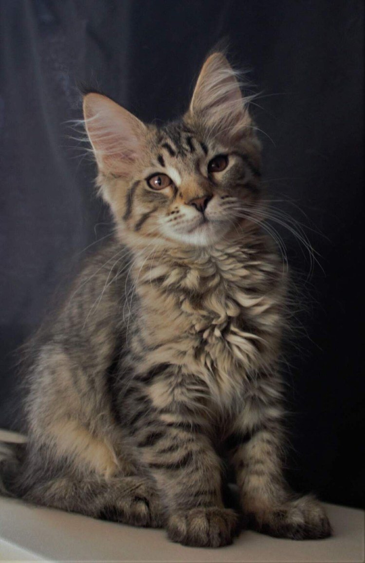 Метис Мейн куна и сфинкса