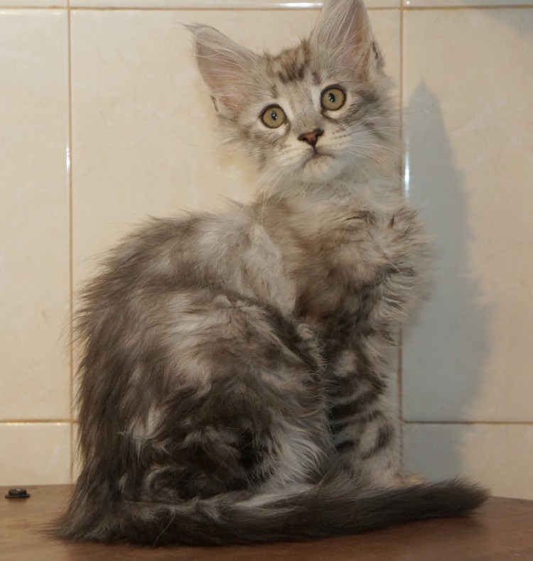 Помесь ориентала и Мейн куна