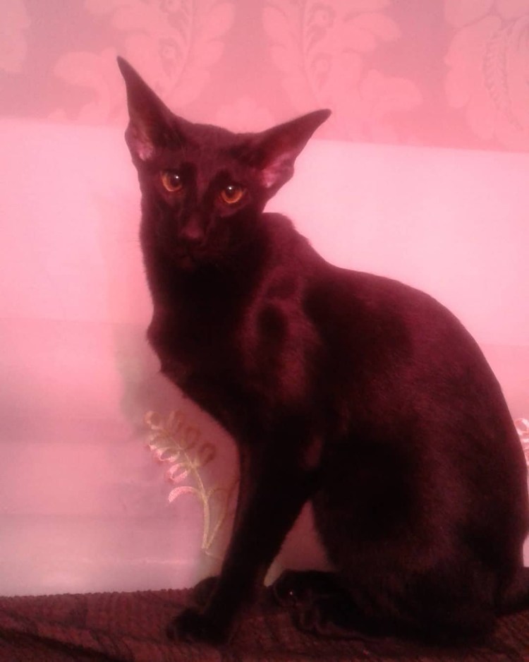 Мейн кун 2 месяца фото