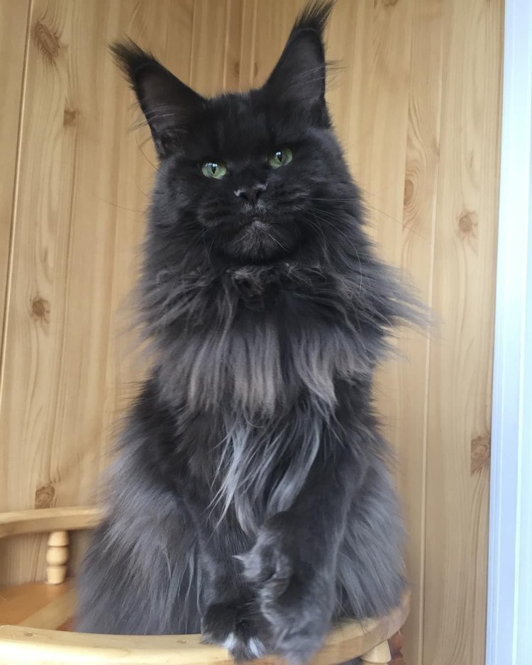 Шотландец прямоухий +Мейн-кун