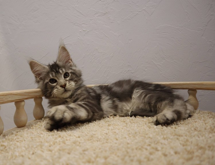 Котята Мейн кун помесь