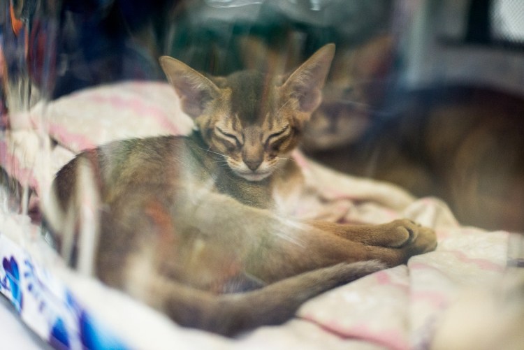 Мейн кун и сфинкс помесь