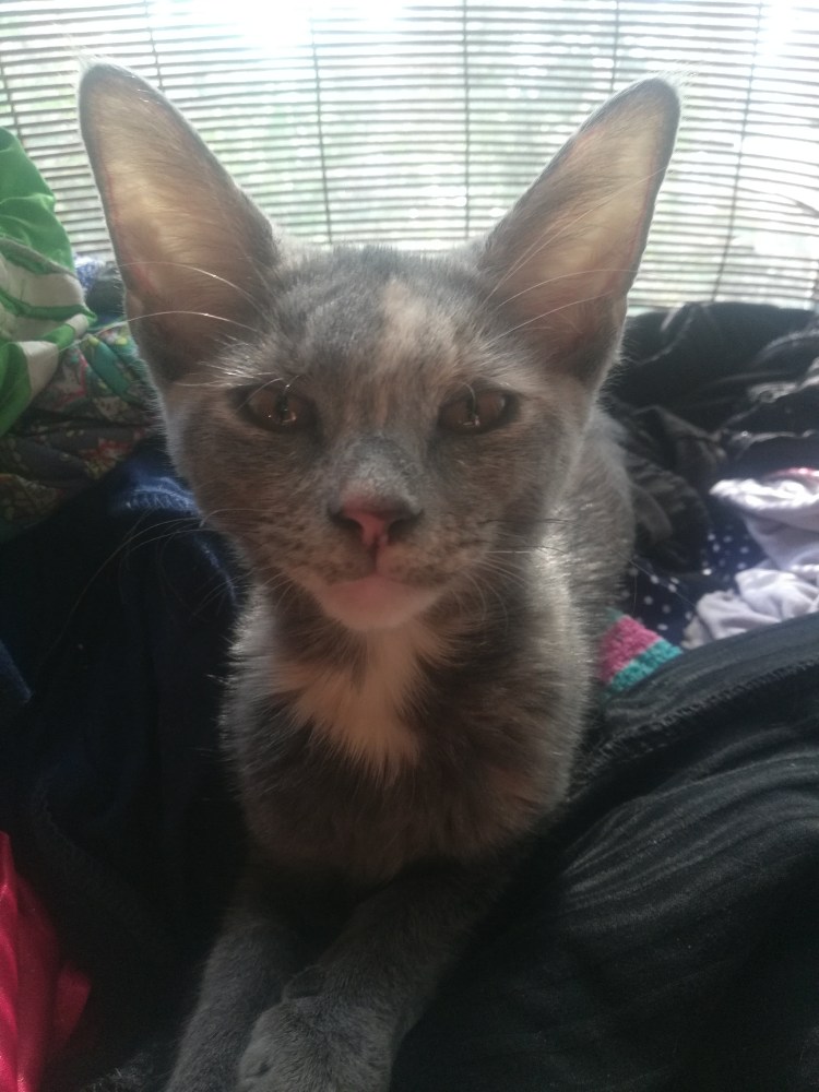 Метис ориентала и Мейн куна