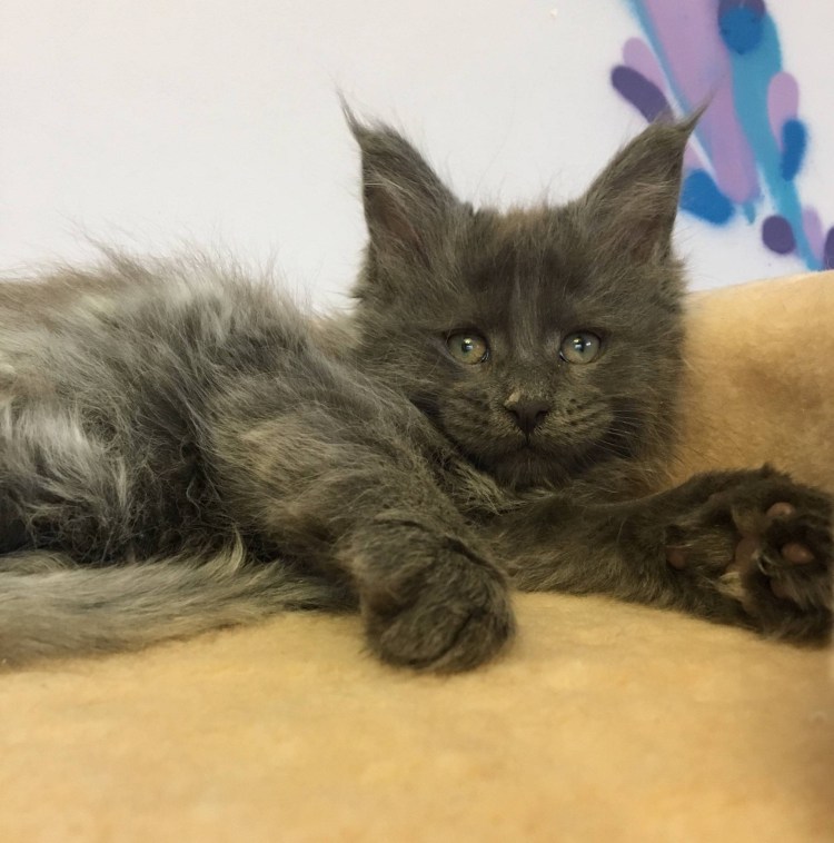 Мейн кун и сфинкс