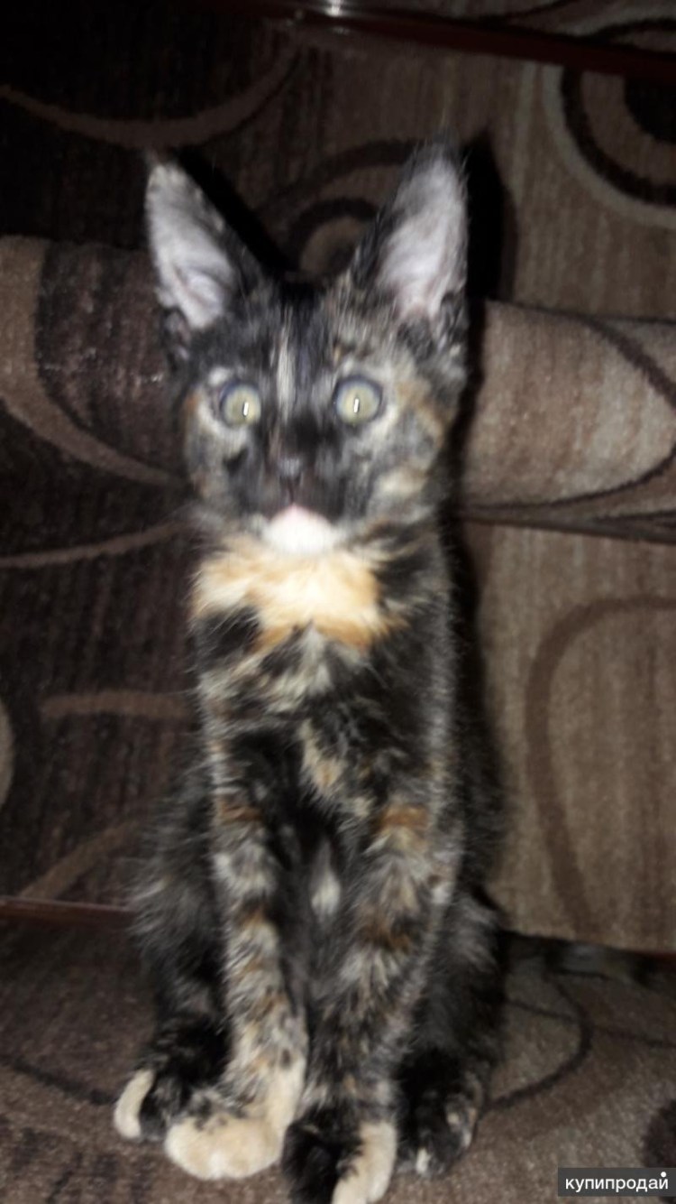 Смесь Мейн куна и сибирской