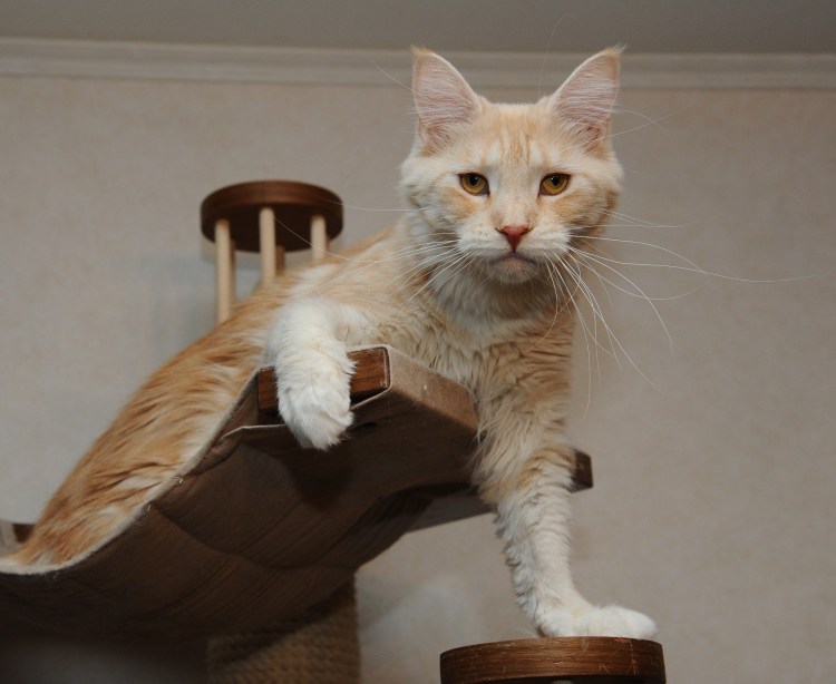 Мейн кун и сфинкс