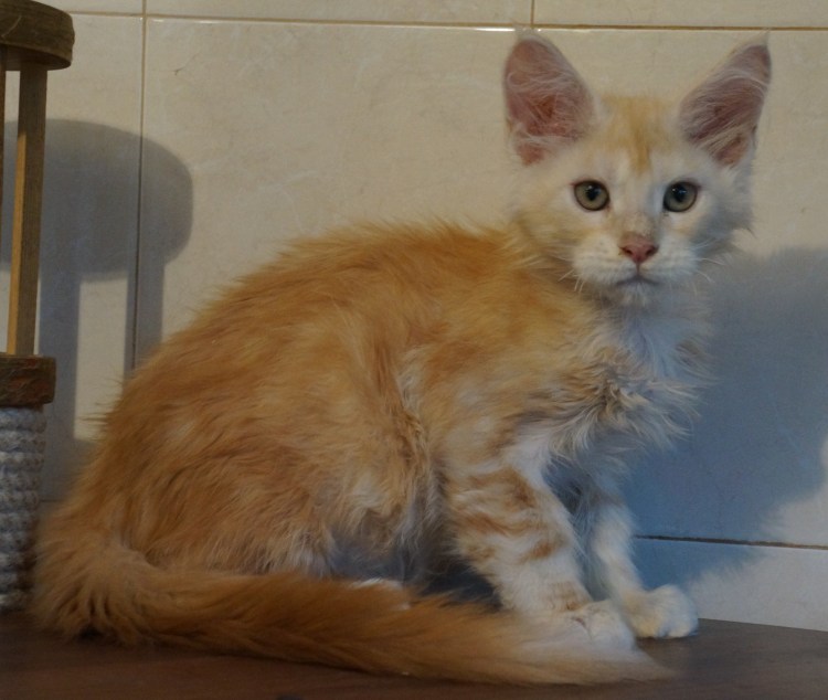 Мейн кун и сфинкс помесь