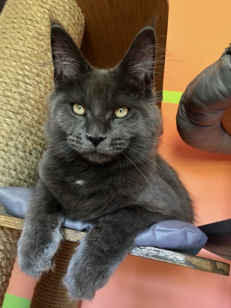 Мейн кун и сфинкс помесь