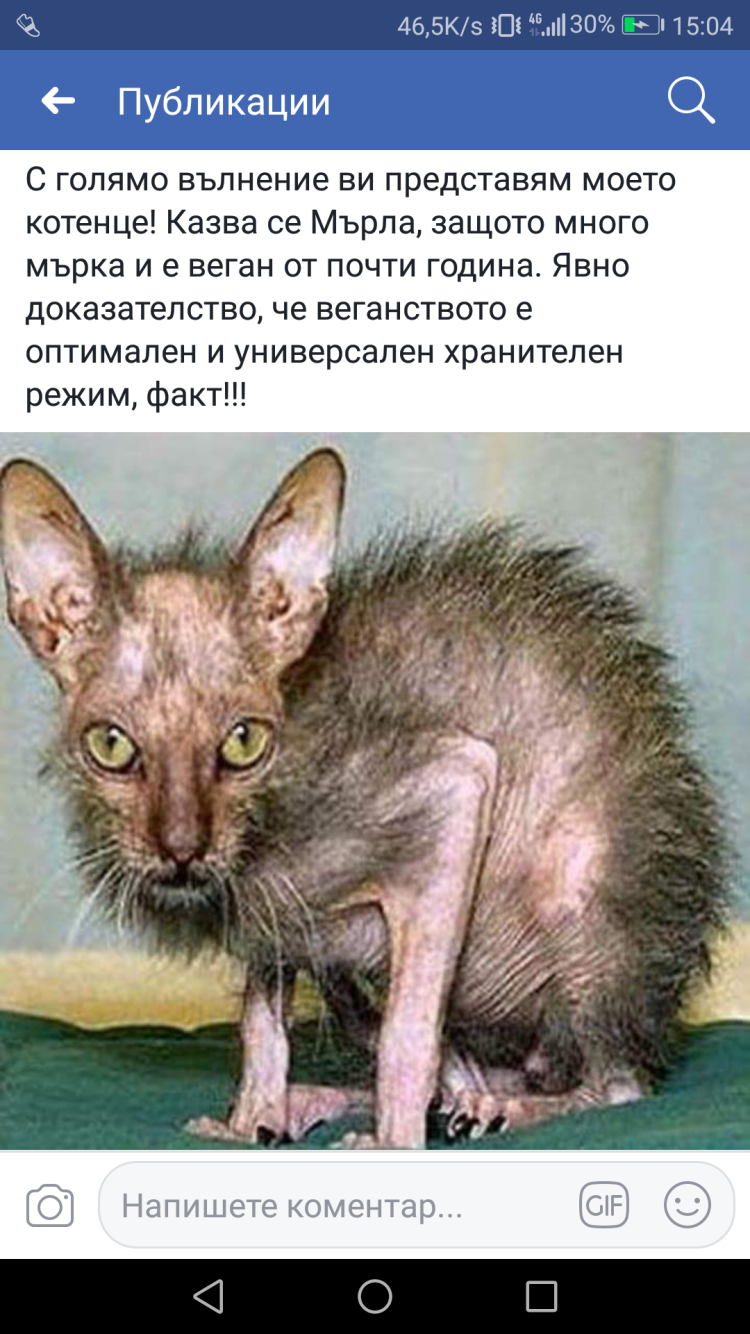 Метис сфинкса и Мейн кун