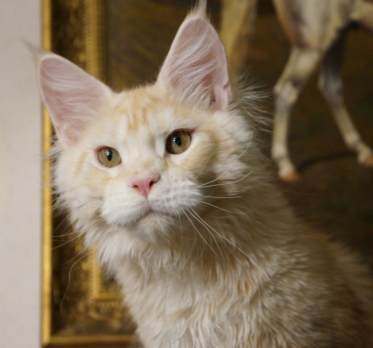 Мейн кун голубой Солид