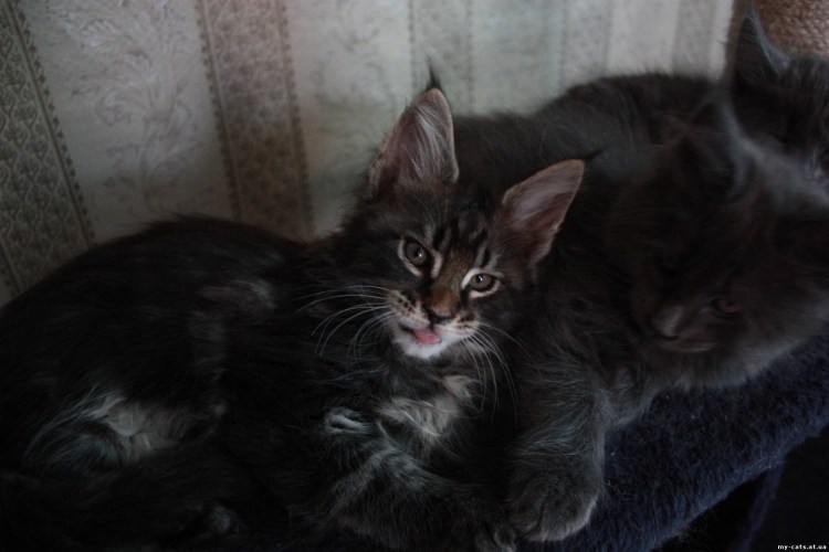 Мокрый Мейн кун