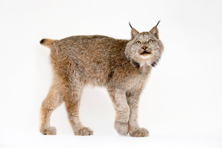 Каракал, пустынная Рысь