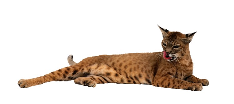 Рысь без фона