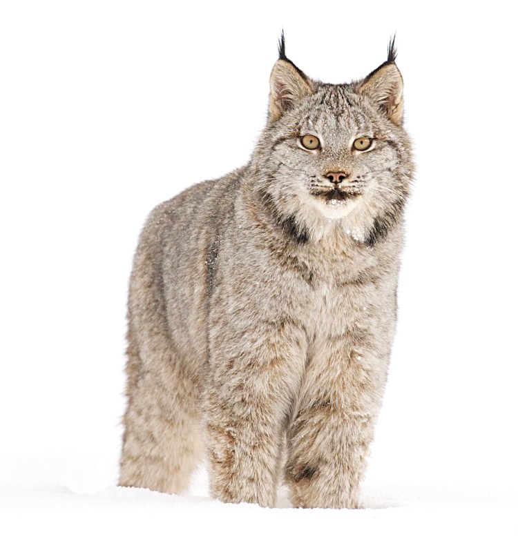 Рысь на белом фоне