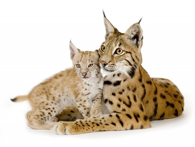 Рысь для детей на прозрачном фоне