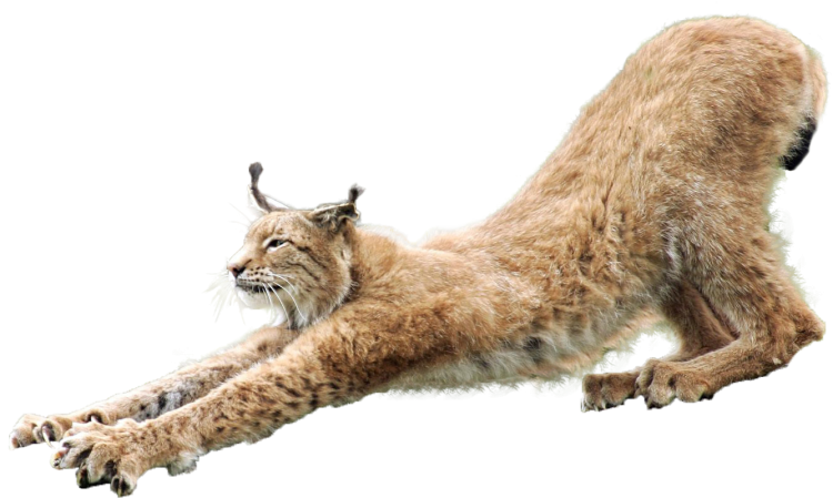 Рысь на белом фоне