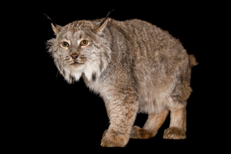 Рысь на белом фоне