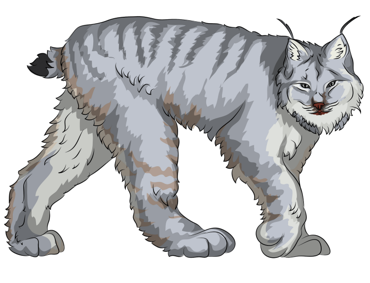 Белая Рысь котенок