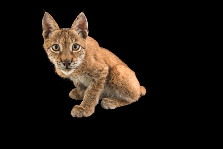 Рысь на белом фоне для детей