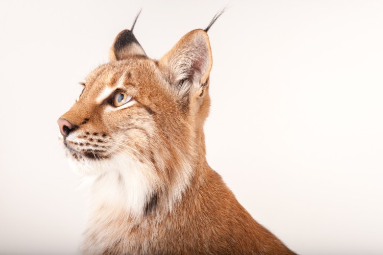 Рысь картинка для детей