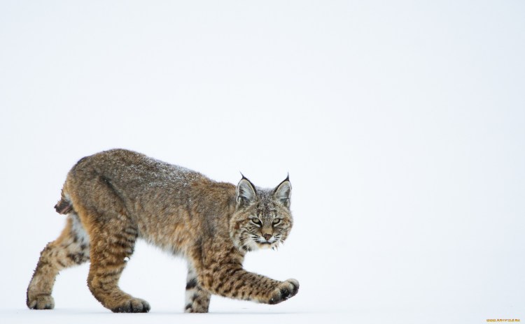 Рысь на белом фоне