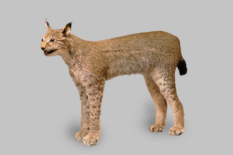 Фигурка Дерри Энималс Рысь