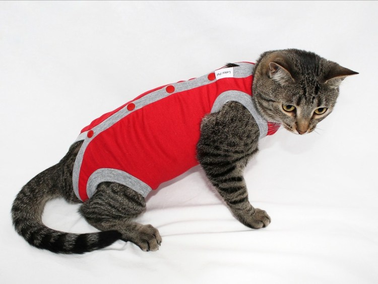 Попона для кошки