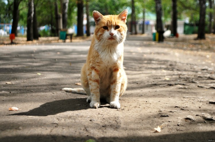 Грустная кошка Луху