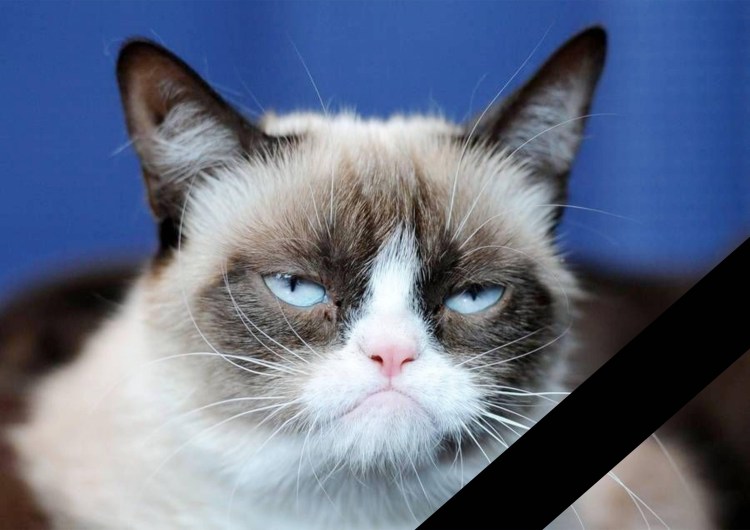 Сердитый кот Grumpy Cat